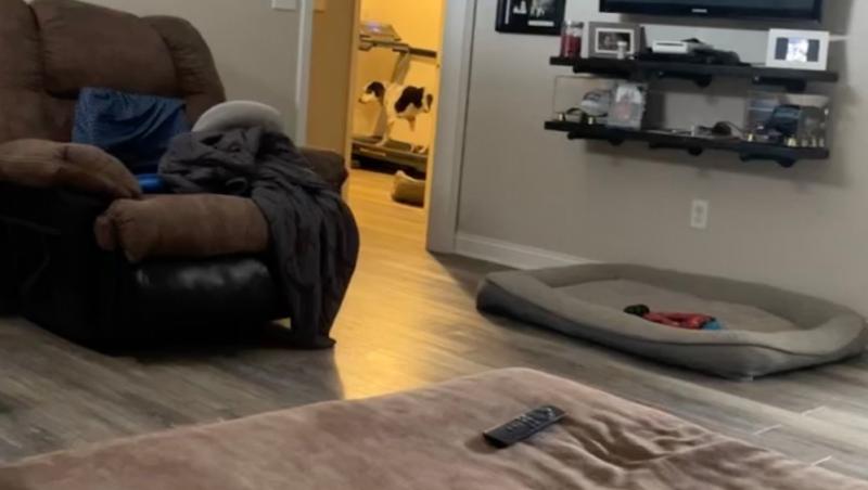 O femeie și-a lăsat câinele singur în dormitor, dar apoi a făcut o descoperire neașteptată! A filmat totul