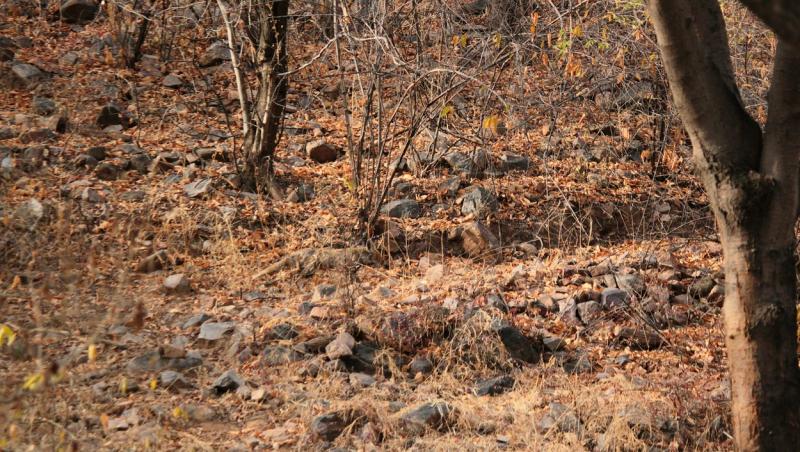 Fotograful a pozat o vulpe în pădure și totul s-a transformat într-o iluzie optică virală