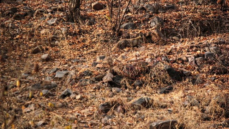 Fotograful a pozat o vulpe în pădure și totul s-a transformat într-o iluzie optică virală