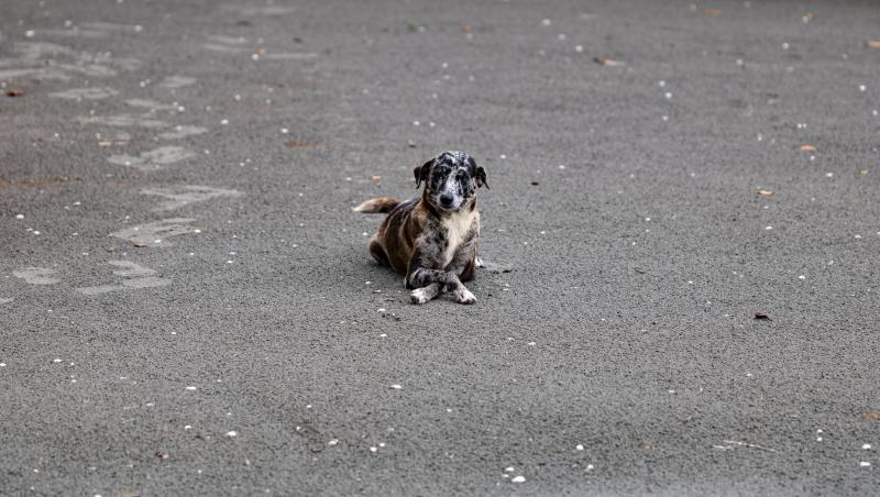 O fotografie cu un câine întins pe un trotuar a devenit virală, după ce unghiul din care a fost făcută fotografia a creat o iluzie optică aproape de nedescifrat.