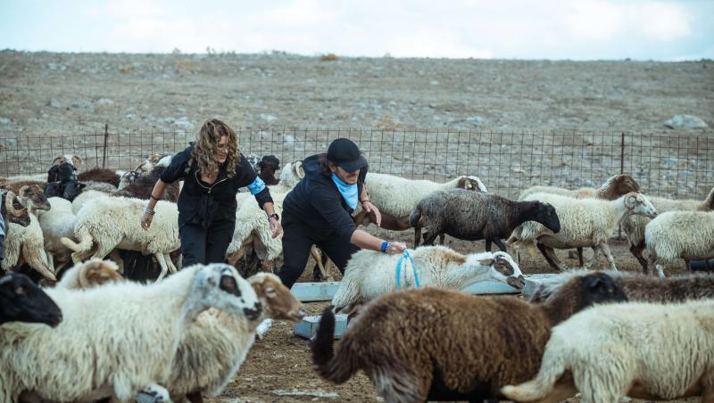 Chefi fără limite, 7 martie 2022. Cătălin Scărlătescu ajunge la pământ în lupta cu oile de la stână. Ce s-a întâmplat