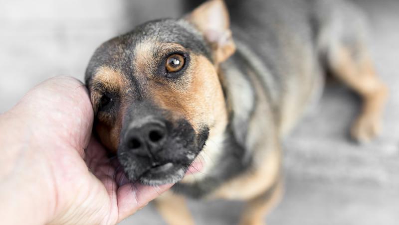 O femeie a adoptat un câine de la adăpost și în scurt timp a descoperit ce „secret” ascundea animalul, de fapt. Ce a urmat