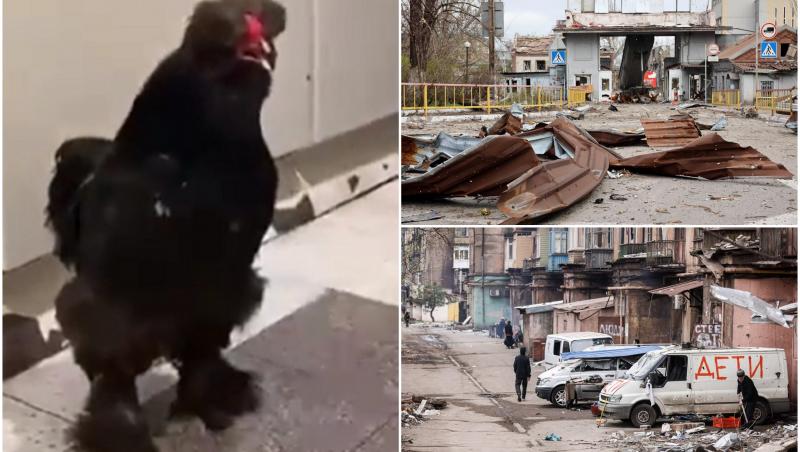 colaj cu un cocoș și doua poze cu dezastrul din orasul mariupol din ucraina, bombardat de rusia