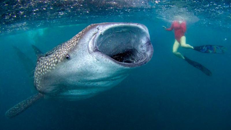 Doi tineri au făcut scufundări și au dat peste o creatură cu o gură uriașă. Ce era, de fapt, gigantul subacvatic