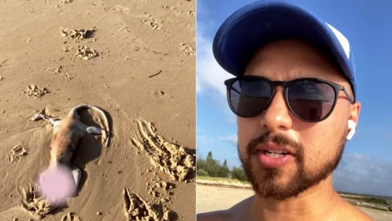 O creatură ciudat de umflată, al cărui craniu era descoperit, a fost găsită de un localnic pe o plajă din Australia. Alex Tan a urcat imaginile pe Instagram, iar capturile sunt de-a dreptul înfiorătoare.