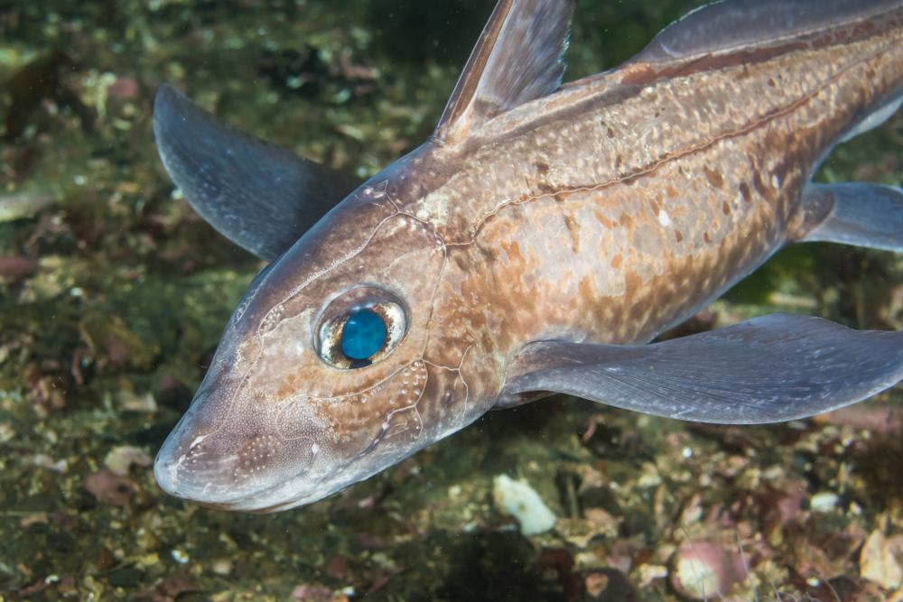 pestele chimaera patata in habitatul natural