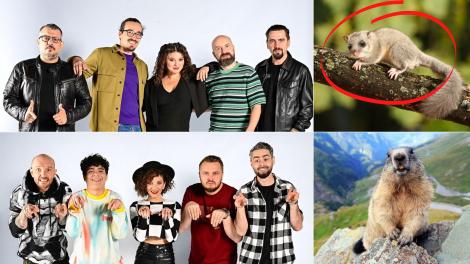 România are Roast sezonul 1. Ce este și cum arată un pârș, animalul care dă numele echipei Pârșilor circumspecți