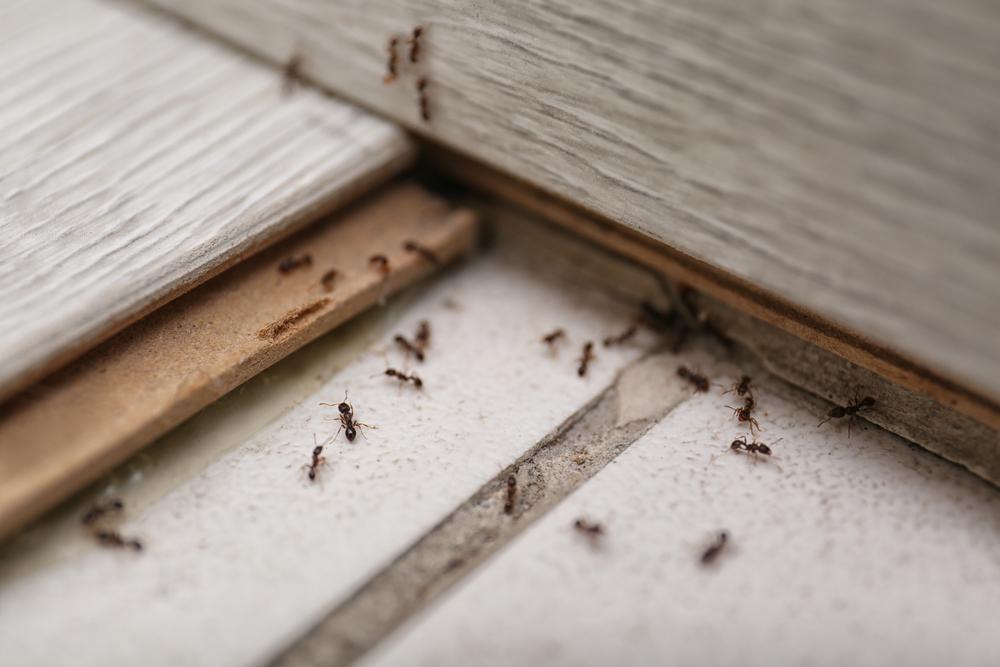 Soluții simple și rapide ca să scapi de furnici. Cum scapi de insectele nedorite din casa ta