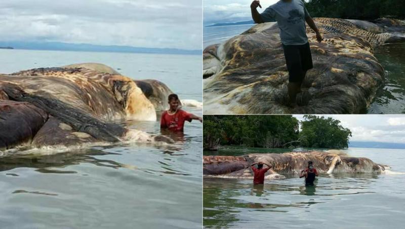 colaj de imagini cu o balena esuata pe o plaja din indonezia