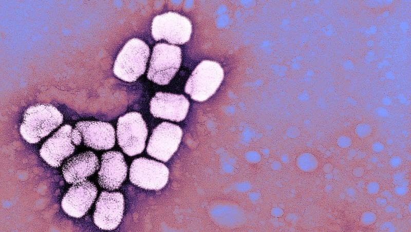 Lista persoanelor care pot fi afectate de variola maimuței a crescut. OMS anunță cine riscă să ia această boală și cât de repede