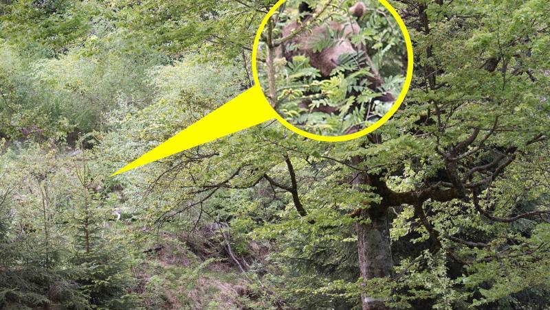 Iluzie optică virală. Crezi că găsești ursul din imagine? Unde este animalul și cât de bine te descurcai dacă erai în pădure