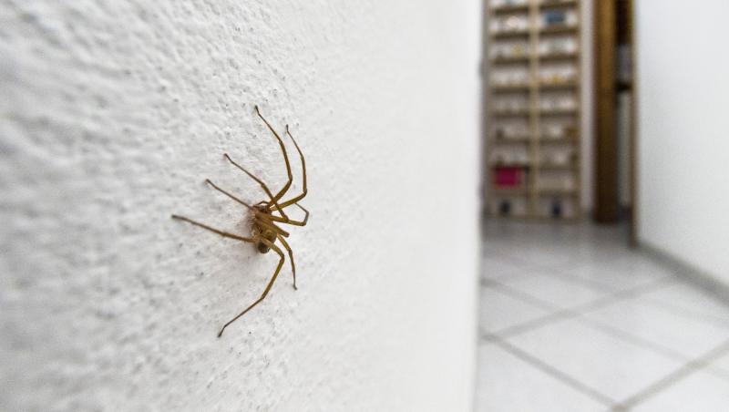 Trucul care te scapă de păianjenii din casă pentru totdeauna. Soluția pe care poți să o pui în cameră și să o prepari
