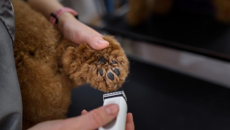Un bărbat și-a dus câinele la o frizerie canină, dar când l-a luat înapoi a trăit o surpriză uriașă. Ce a urmat