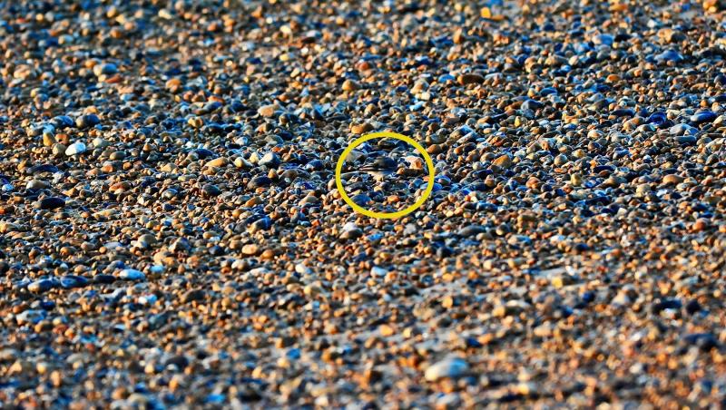 Iluzie optică virală. Crezi că poți să găsești pasărea dintre pietre? Unde se ascunde aceasta, de fapt. Iată răspunsul