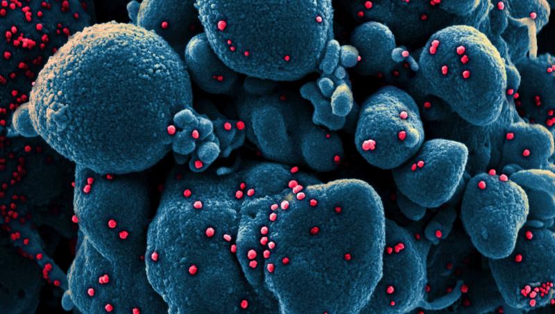 Două studii concluzionează de unde a început, de fapt, pandemia de coronavirus. Orașul-punct zero de unde a pornit pandemia