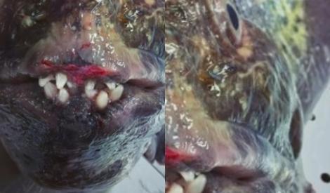Creatură de aprope doi metri cu dinți de om a fost descoperită în largul mării. Ce este vietatea de 25 de kg