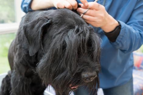 Un bărbat și-a dus câinele la o frizerie canină, dar când l-a luat înapoi a trăit o surpriză uriașă. Ce s-a întâmplat