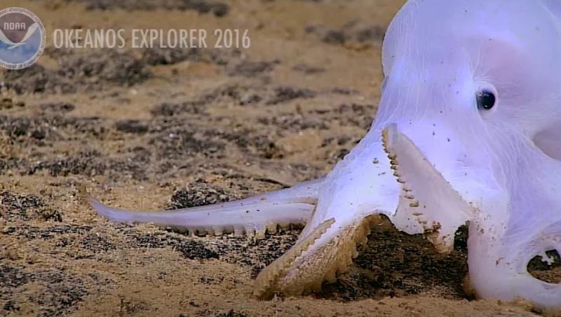 Creatura desprinsă din filmele de groază descoperită în adâncul mării. Cum arată „caracatița-fantomă” care a speriat specialiștii