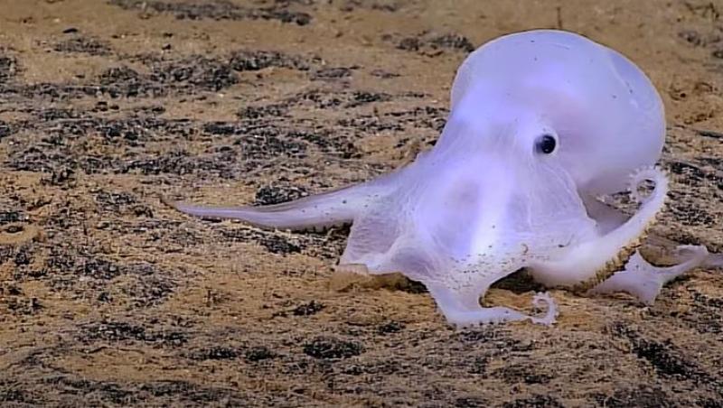 Creatura desprinsă din filmele de groază descoperită în adâncul mării. Cum arată „caracatița-fantomă” care a speriat specialiștii