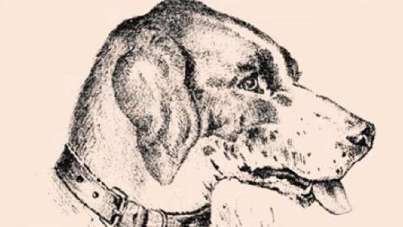 O imagine cu un câine s-a transformat într-o iluzie optică de senzație