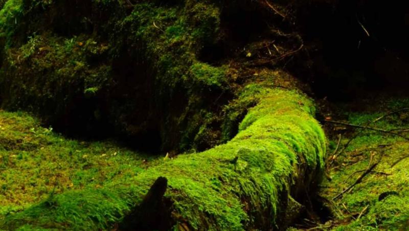 O imagine cu un copac acoperit de mușchi într-o pădure s-a transformat într-o iluzie optică virală