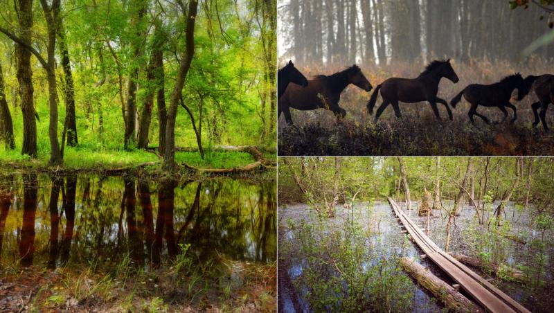 În Delta Dunării se găsește un sat deosebit, care și-a păstrat frumusețea în ciuda timpului: Satul Letea. Acolo regăsim o mulțime de case tradiționale din lemn, chirpici, stuf, vopsite în culori vesele și ornamente cu flori, spice de grâu sau cai. Dincolo de el se află și jungla din România, una dintre cele mai frumoase păduri de la noi