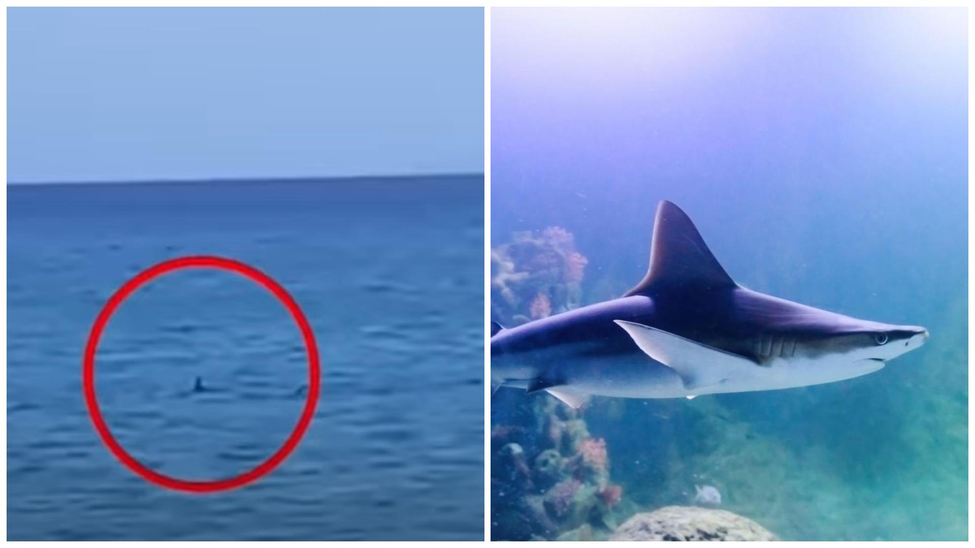 Clipe de panică pentru turiștii de pe o insula din Grecia, care susțin că au văzut un rechin aproape de țărm. Imaginile surprinse