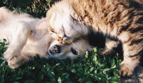 De ce nu se înțeleg câinii și pisicile și cum îi putem educa să conviețuiască pașnic
