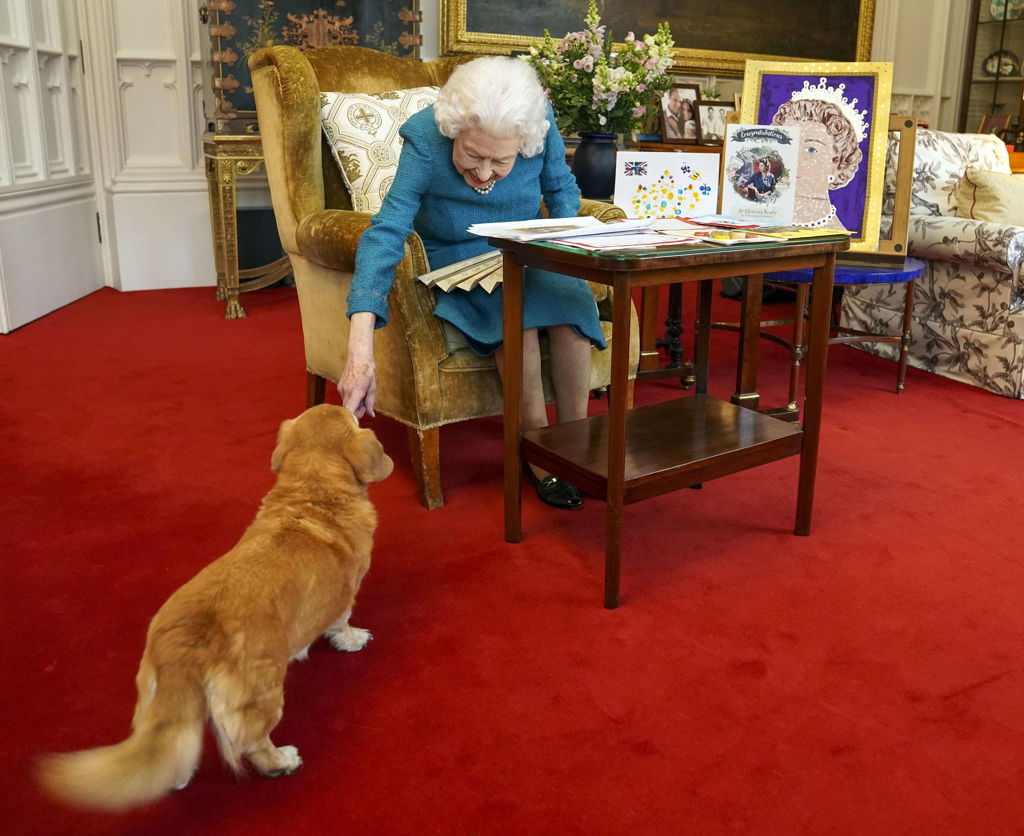 O fotografie cu regina Elisabeta a II-a, așezată pe un fotoliu, care atinge vârful nasului unui Corgi într-o cameră regală, cu podea roșie.