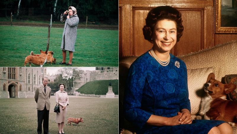 Regina Elisabeta a II-a a avut zeci de corgi regali pe parcursul domniei sale istorice de 70 de ani. Majestatea Sa a avut o slăbiciune pentru această rasă de câine încă de când era o fetiță.