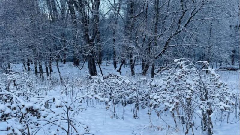 O imagine cu un câine camuflat într-un peisaj de iarnă s-a transformat într-o iluzie optică virală