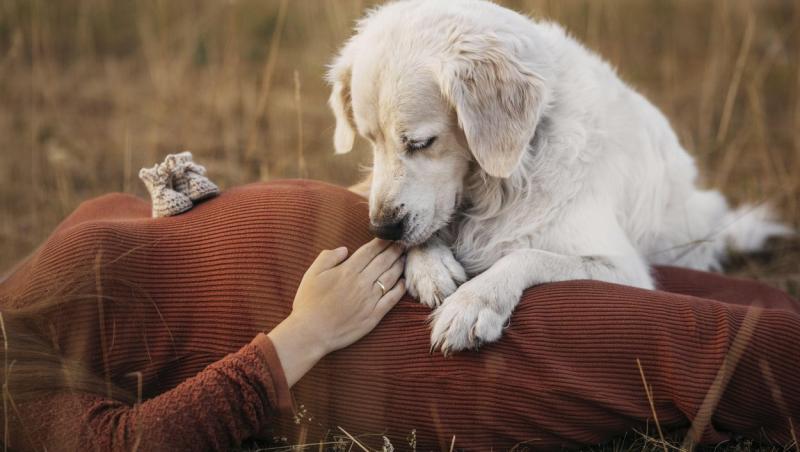 Câinele, din rasa golden retriever, a salvat viața stâpânei sale