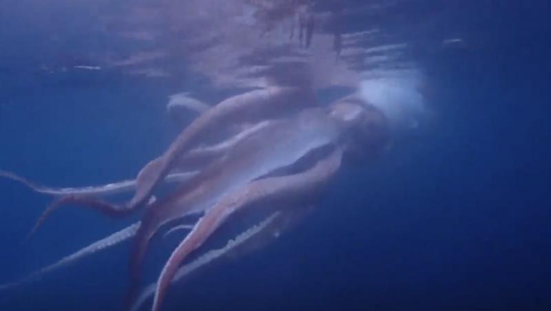 Creatura bizară filmată de doi înotători în timpul unor scufundări. Ce s-a întâmplat când au ajuns la suprafață