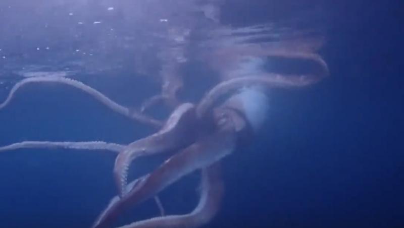 Creatura bizară filmată de doi înotători în timpul unor scufundări. Ce s-a întâmplat când au ajuns la suprafață