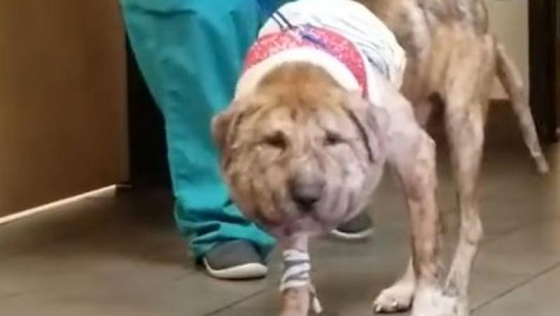 Câinele care a stârnit mila internauților. Are capul inflamat și e vizibil în suferință. Ce s-a întâmplat după ce a fost găsit așa