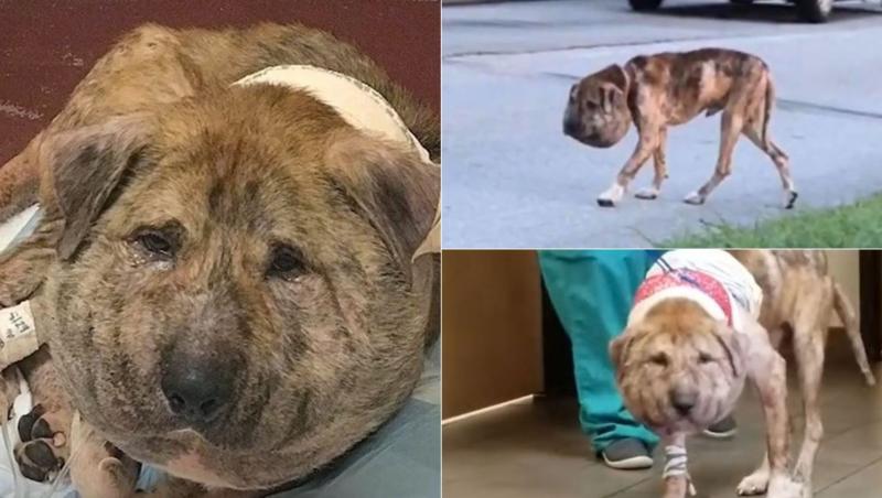 Un câine, care era vizibil în suferință, a stârnit mila internauților. Animalul, care fusese lovit de către o mașină și apoi lăsat rănit pe marginea drumului, avea capul foarte inflamat și mergea cu dificultate.