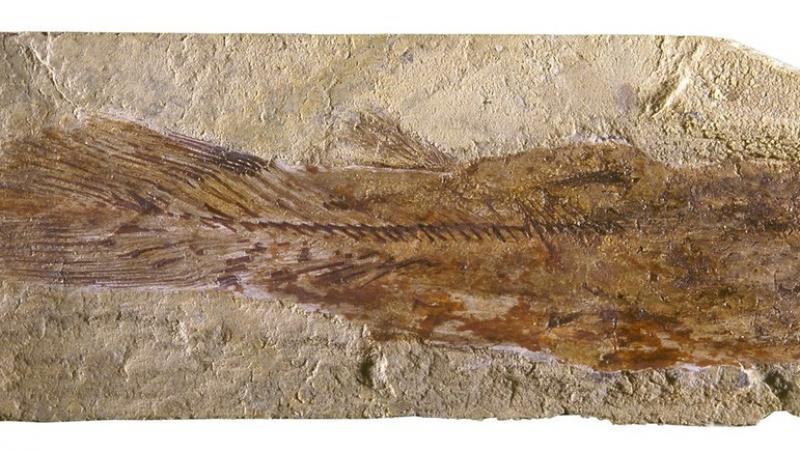 Un pește dat dispărut despre care se crede că a trăit acum 420 de milioane de ani a fost găsit în viață. Imagini cu „fosila vie”