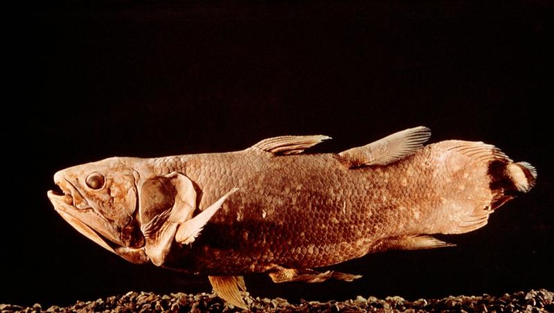 Un pește dat dispărut despre care se crede că a trăit acum 420 de milioane de ani a fost găsit în viață. Imagini cu „fosila vie”