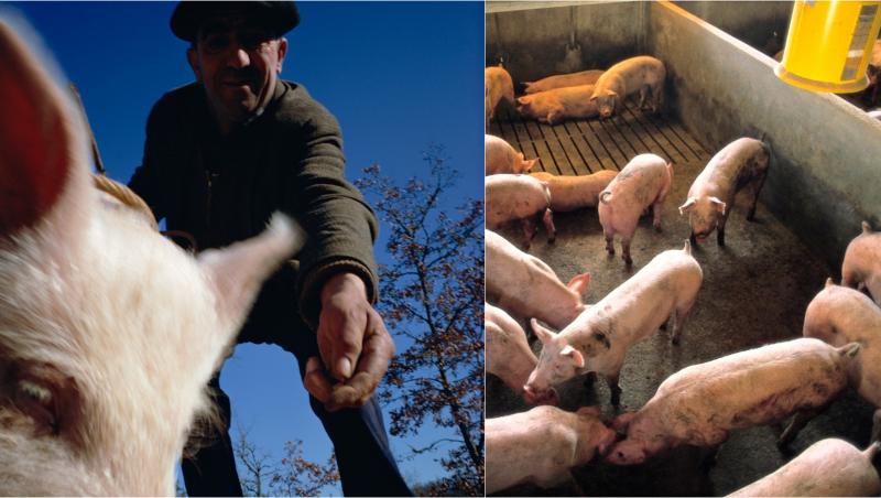 Un măcelar a fost ucis de porcul “sacrificat” pe masa de la abator.