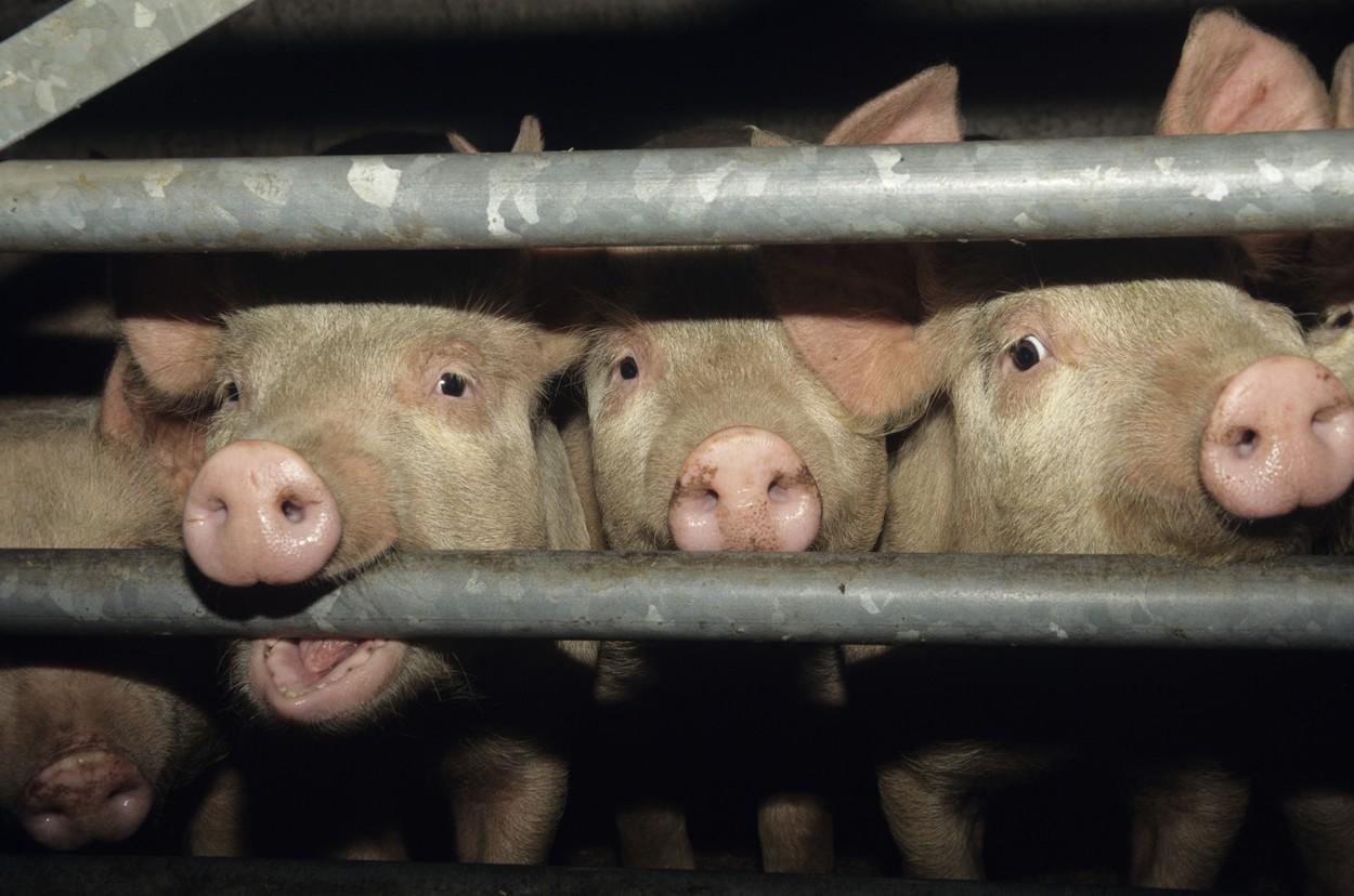 imagine cu porci in cușcă la abator