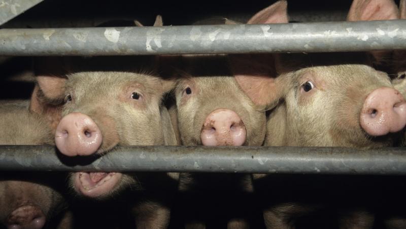 imagine cu porci in cușcă la abator