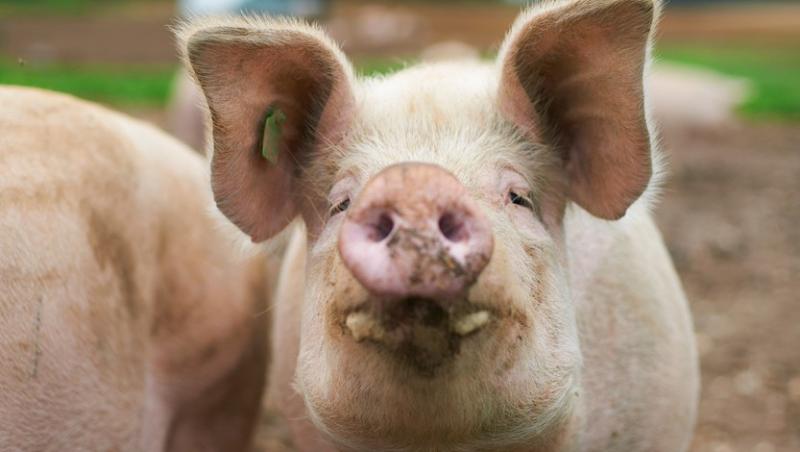 Un măcelar a fost ucis de porcul “sacrificat” pe masa de la abator. Întâmplarea bizară a fost de fapt o greșeală. Ce s-a întâmplat