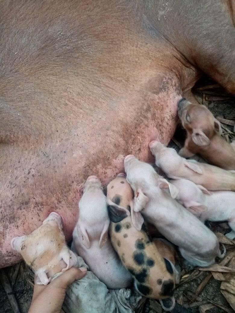 o purcea care isi hraneste puii, printre care unul mutant