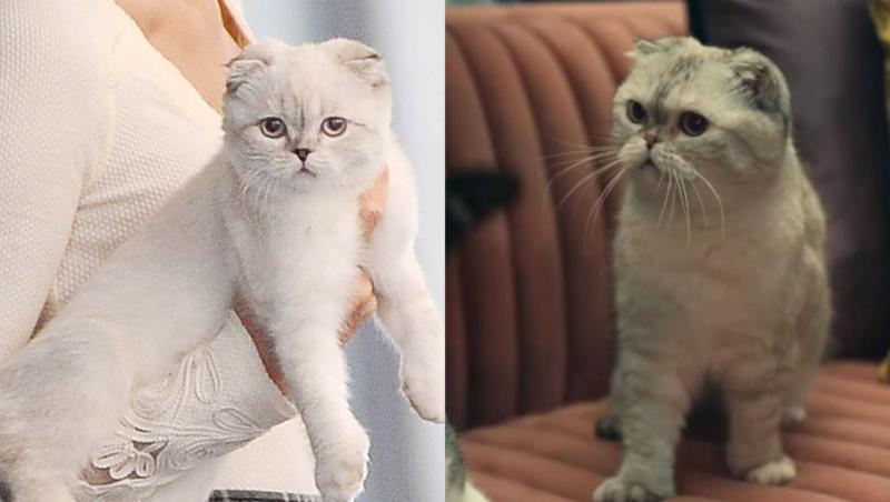Imagini adorabile cu a doua cea mai bogată pisică din lume. Stăpâna ei e o cântăreață cunoscută