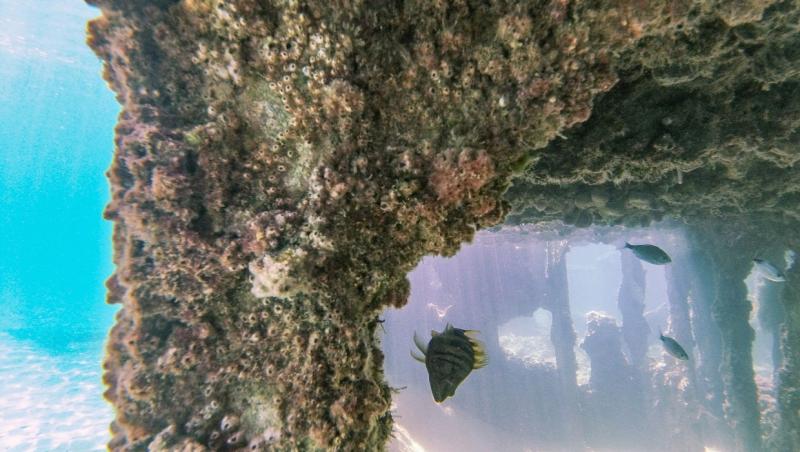 O creatura marină transparentă ia prin surprindere internetul. Cum arată crustaceea cu reflexii de cristal, devenită virală