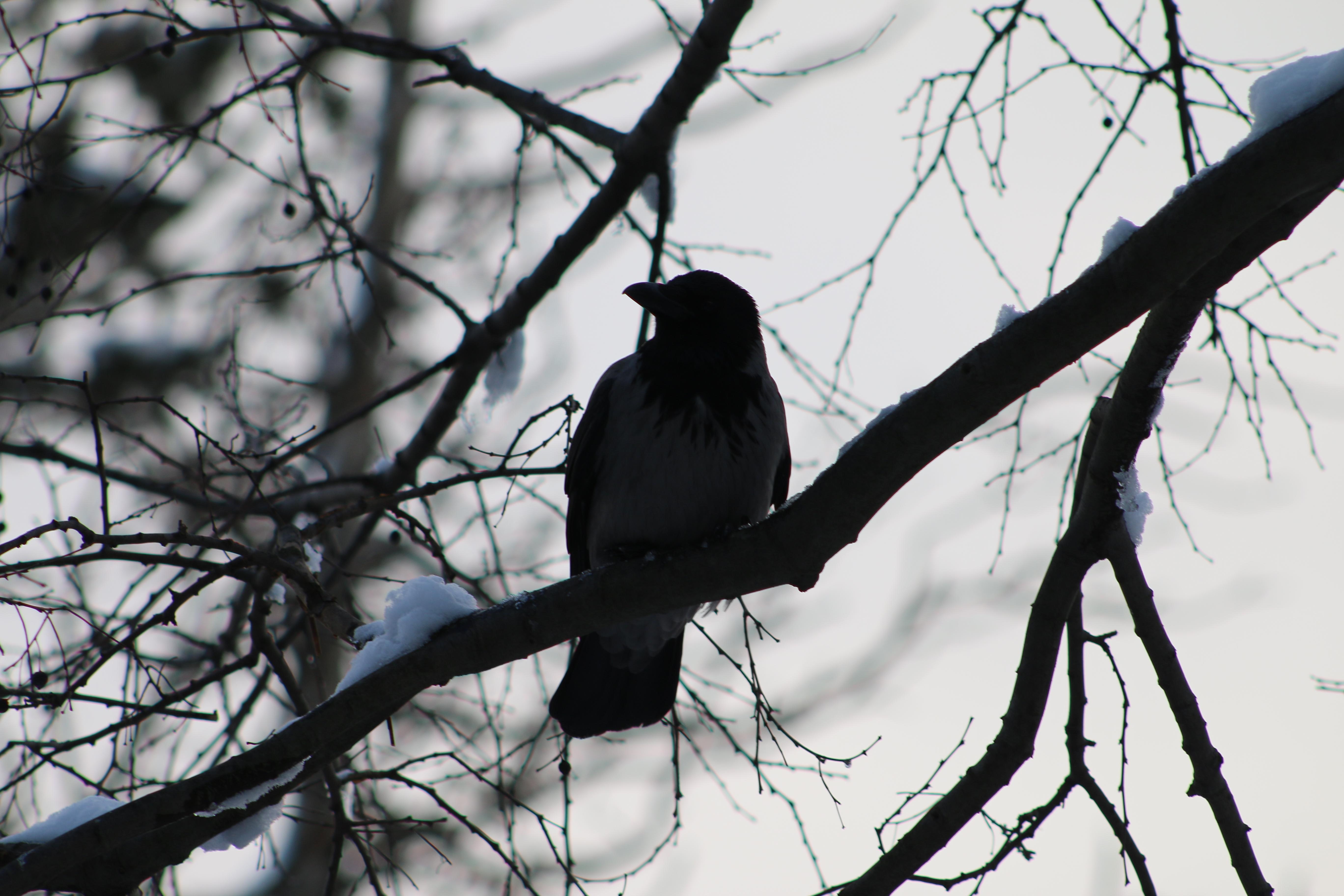 Imagine cu o pasăre neagră-gri care stă în copac pe timp de iarnă