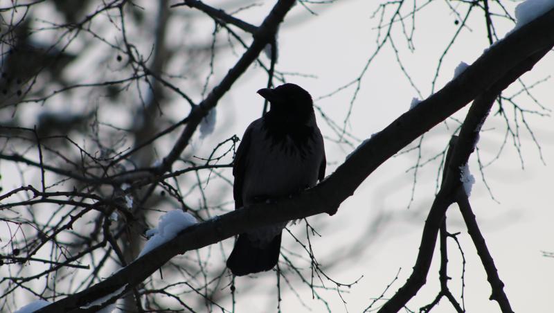 Imagine cu o pasăre neagră-gri care stă în copac pe timp de iarnă