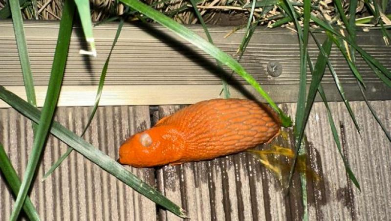 creatura portocalie pe o terasa langa care e iarba
