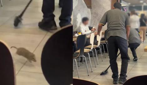 Șobolan de mărimea unui pantof „gâdila” clienții unui fast-food extrem de cunoscut și în România. Unde a avut loc situația