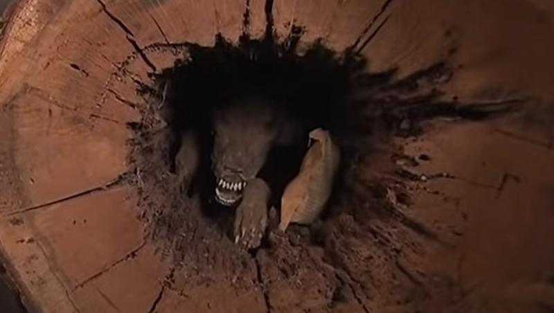 Câine mumificat în interiorul unui pom cu dinti la vedere